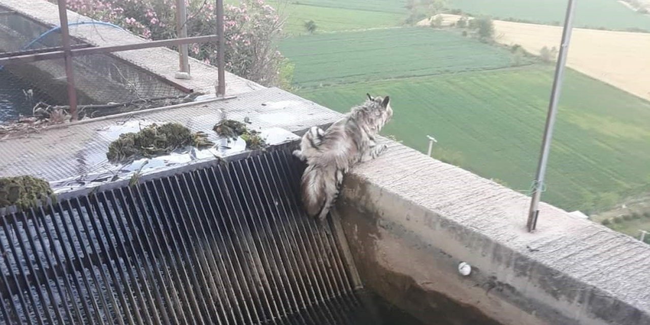Nesli tükenmekte olan çizgili sırtlan 43 yıl sonra ilk kez görüntülendi