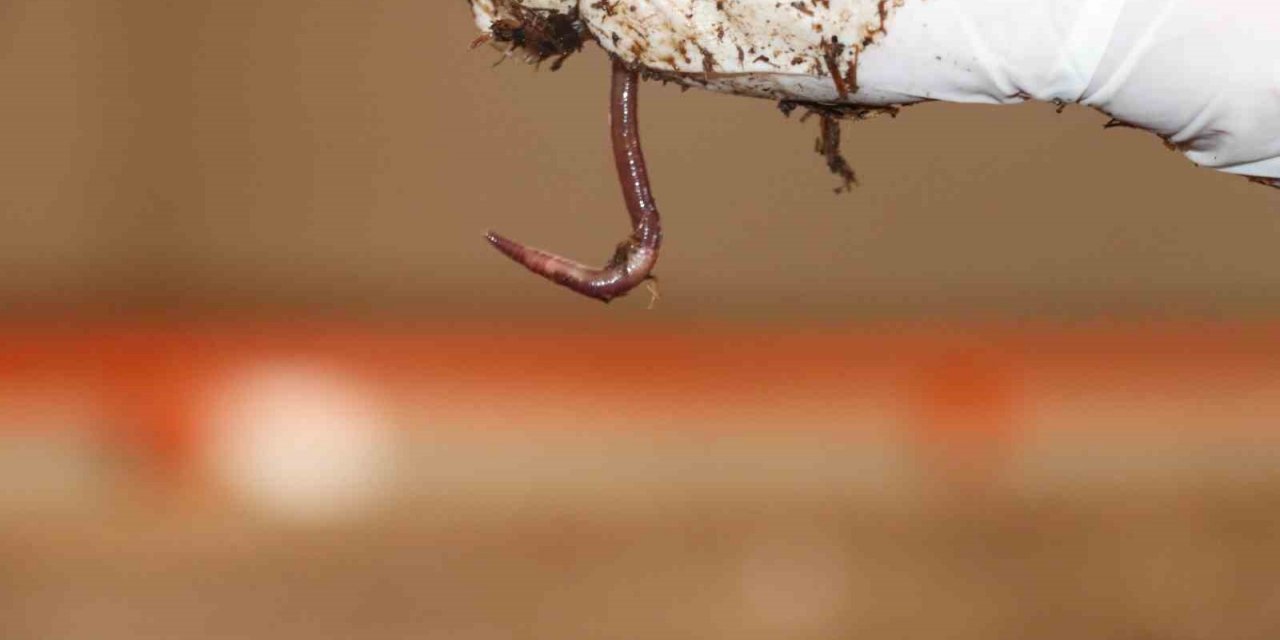 Sivas’ın toprak dostu solucan gübresi Almanya yolcusu