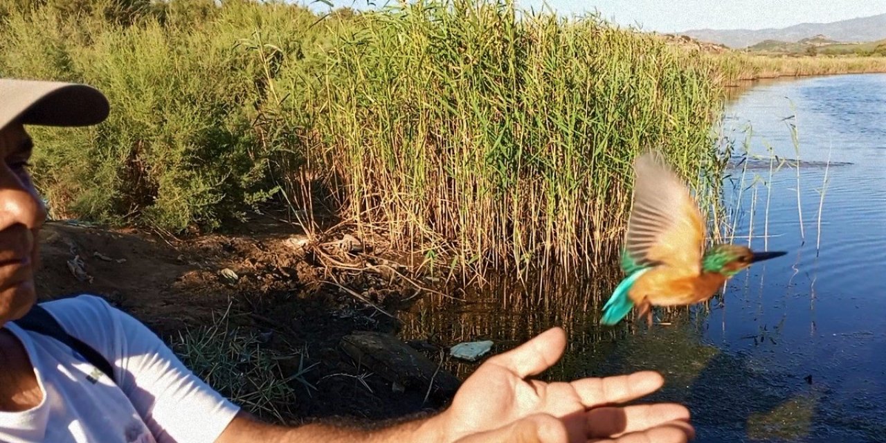 Tedavisi tamamlanan yalıçapkını, özgürlüğe kanat çırptı