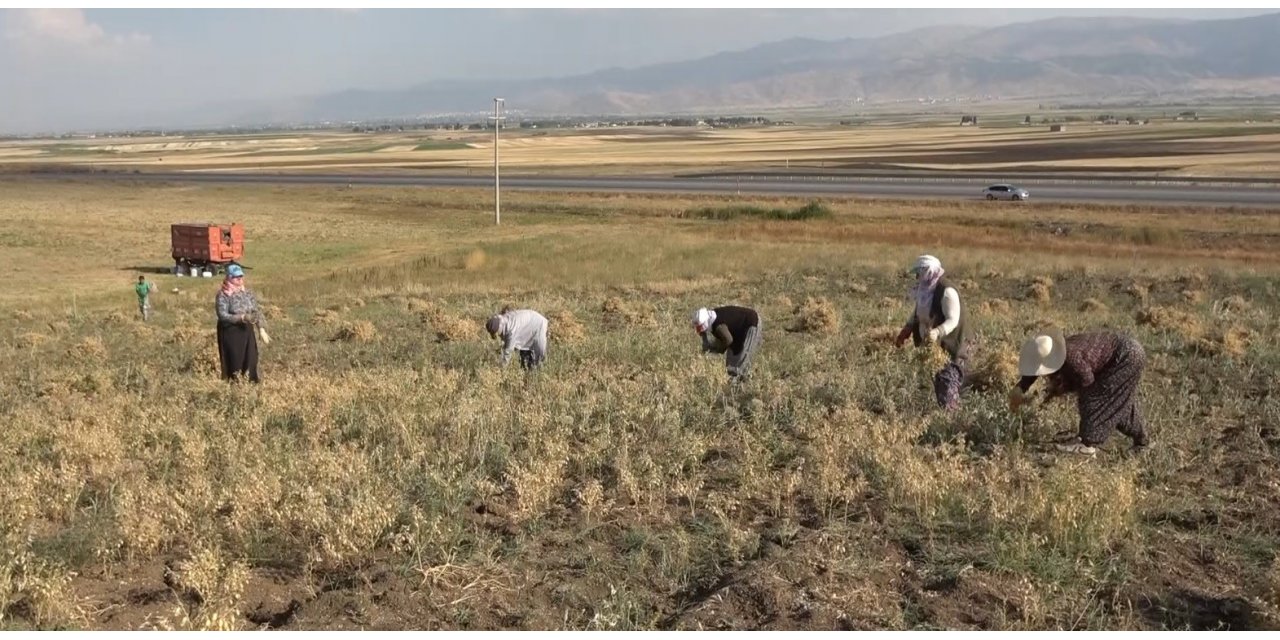 Elle nohut biçen kadınlar aile ekonomisine katkı sağlıyor