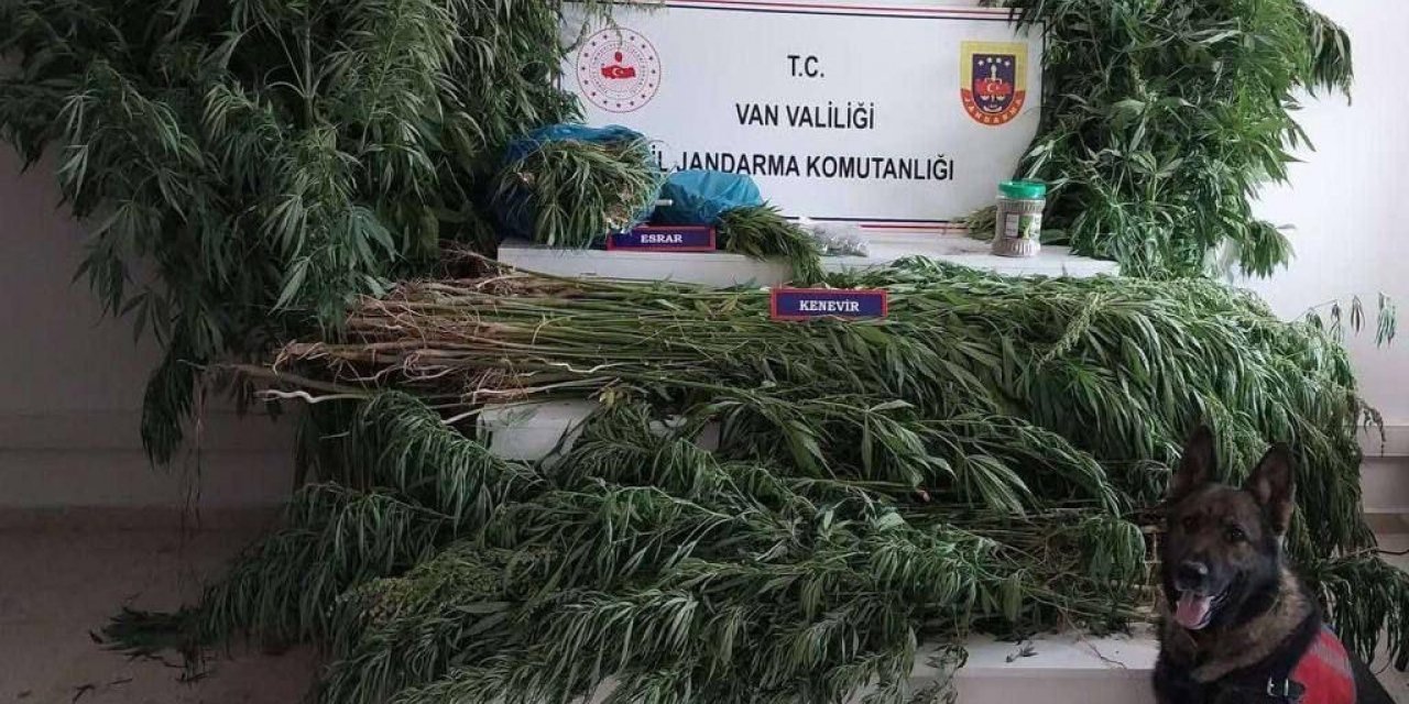 Van’da 605 kök hint keneviri ele geçirildi