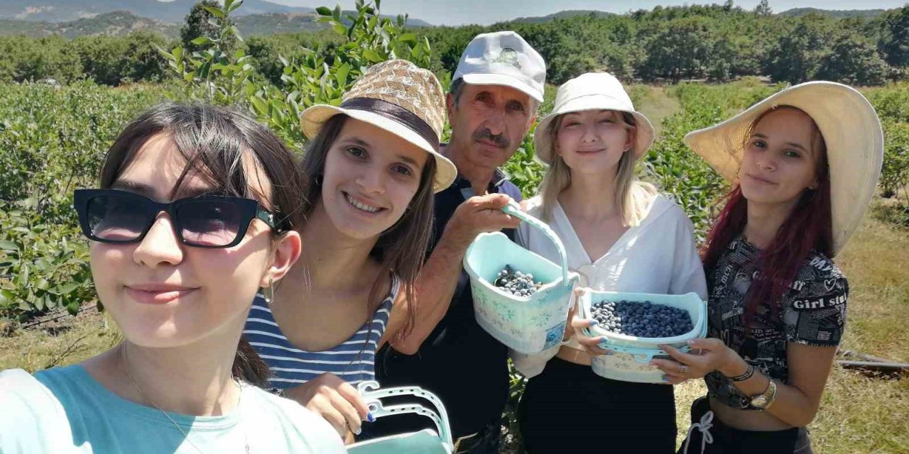 Yaban mersini hasadını Romanyalı kızlar yaptı