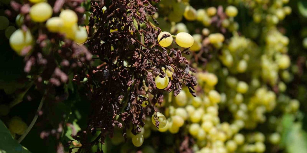 Dünyaca ünlü üzümü mildiyö vurdu, rekolte düştü
