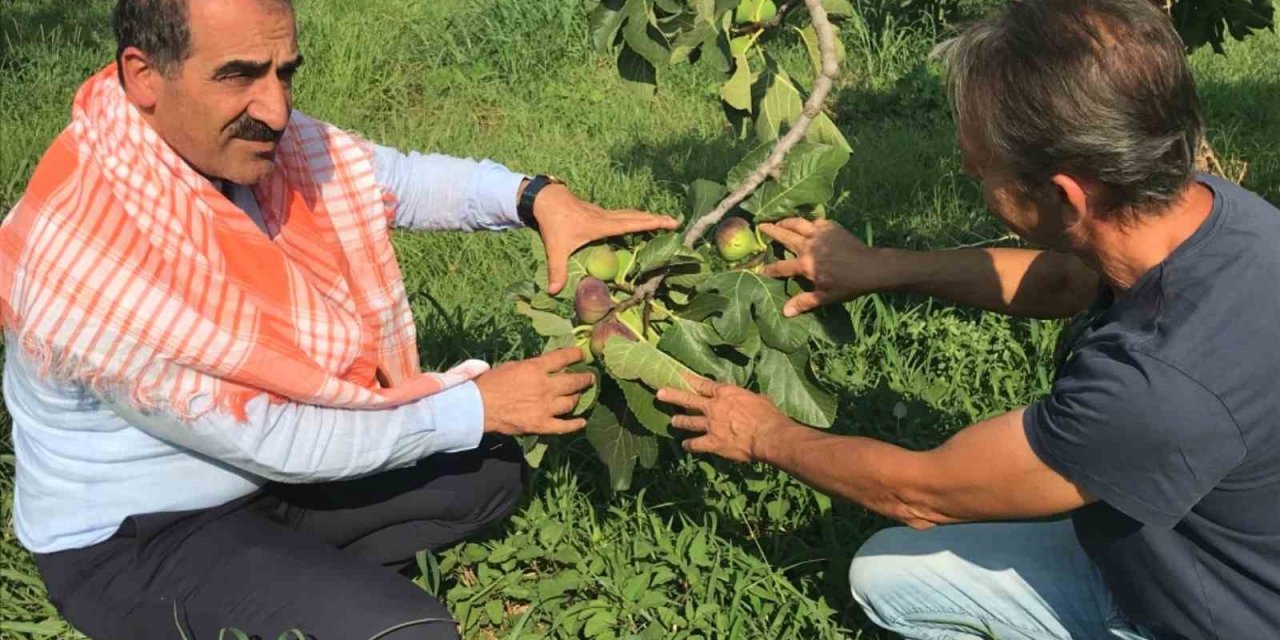 Taze incir ihracatı başladı