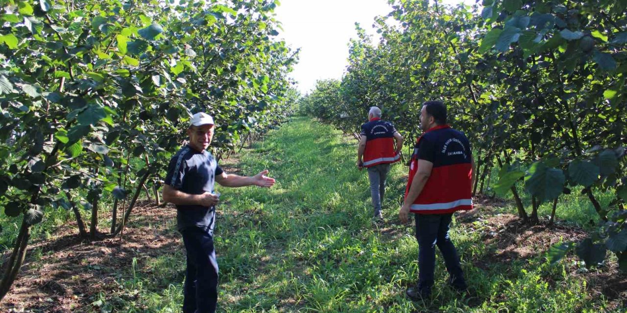 Fındıkta kahverengi ve yeşil kokarca uyarısı