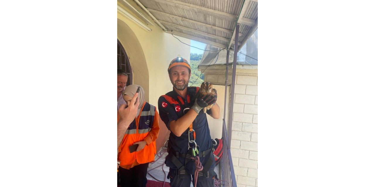Giresun’da minarede mahsur kalan baykuş kurtarıldı