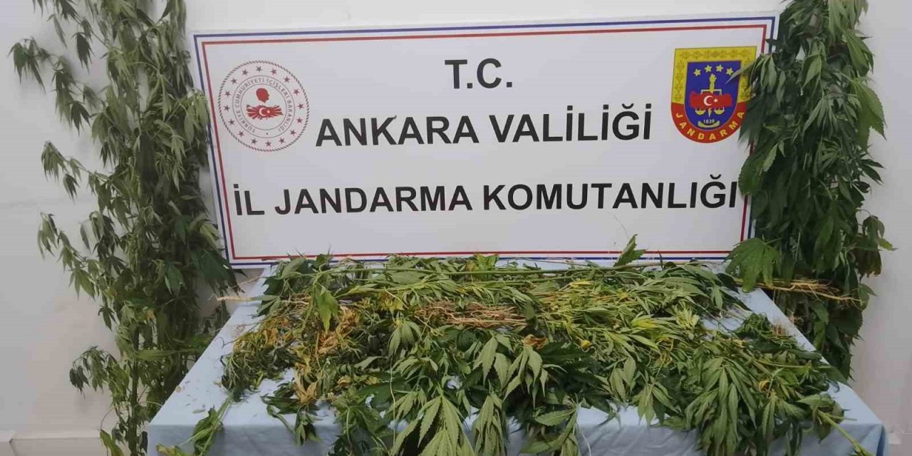 Ankara’da 298 kök kenevir ele geçirildi