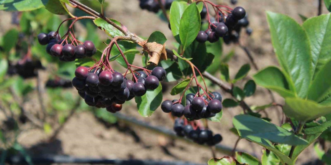 Geleceğin gözde ürünü: Aronya