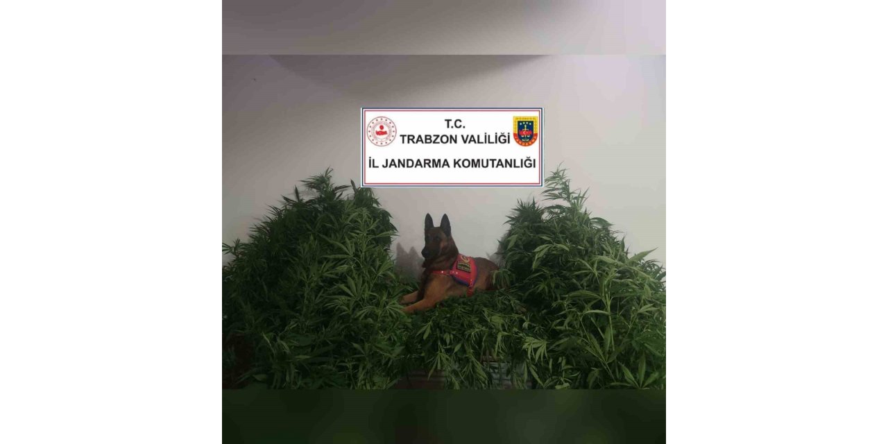 Jandarmadan kenevir operasyonu