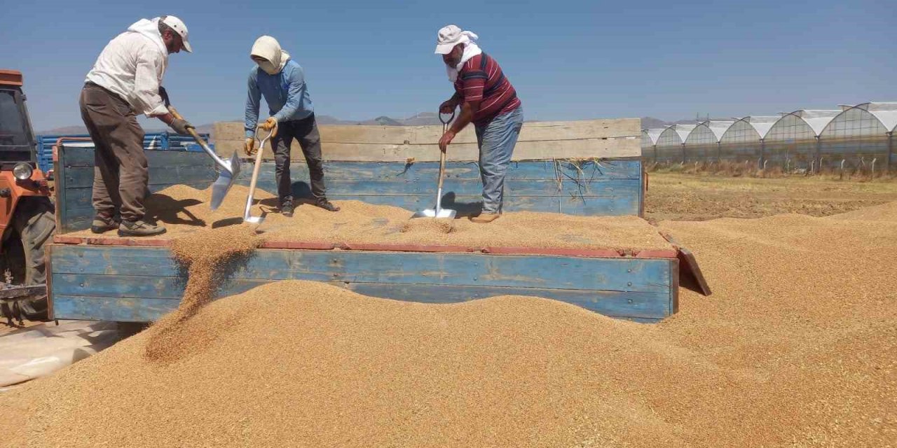 Sandıklı’da arpa ve buğday alımı sürüyor