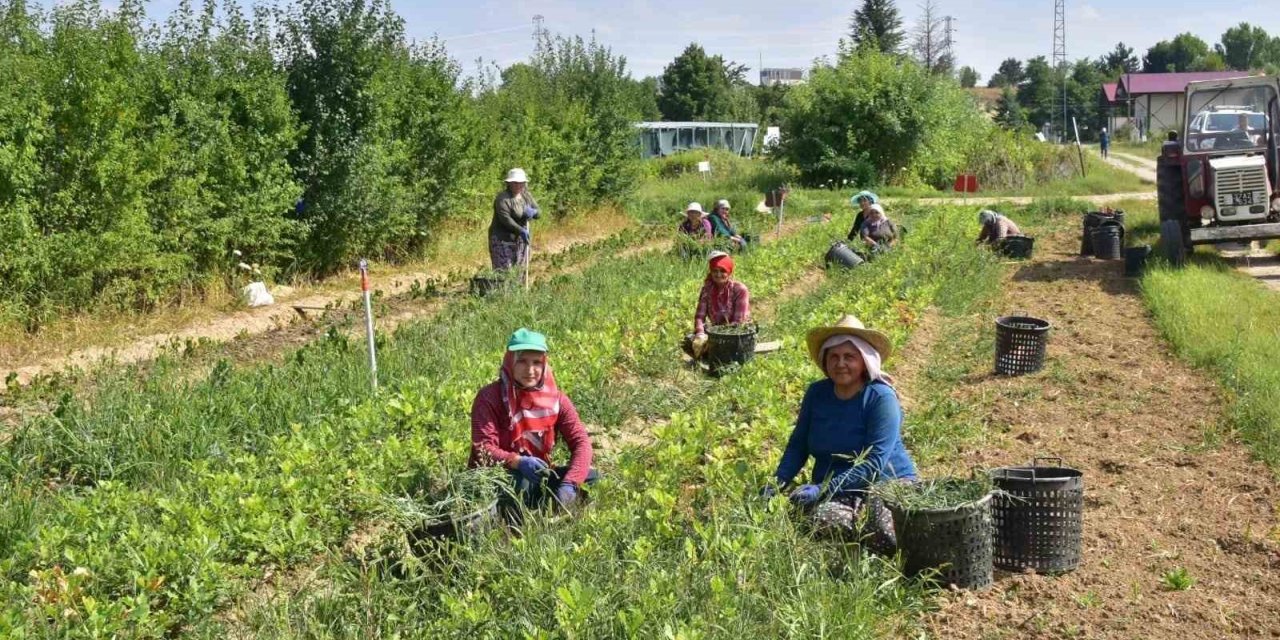 Kastamonu’da 400 bin adet yabani meyve üretimi gerçekleştirildi