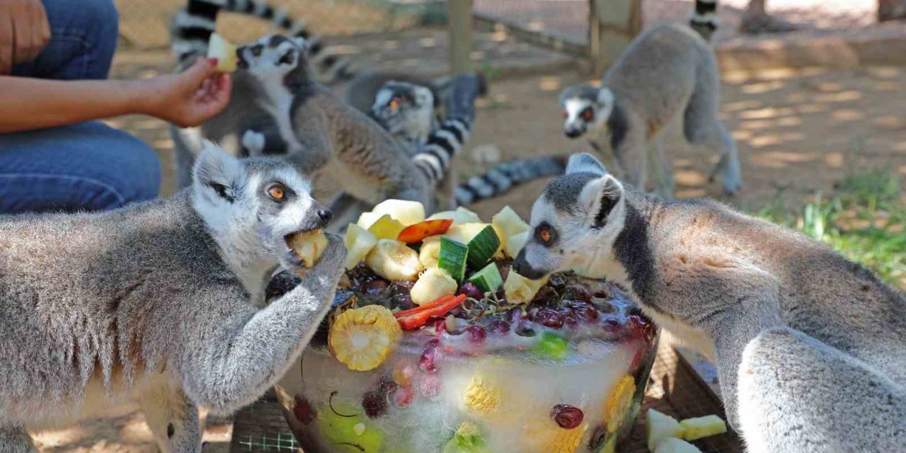 Sıcaktan bunalan hayvanlara buzlu meyve servisi