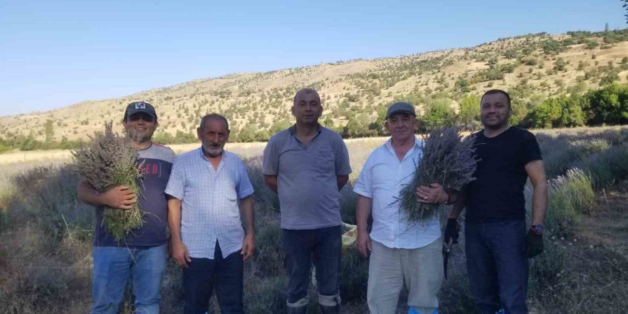 Giresun’da lavanta hasadı başladı