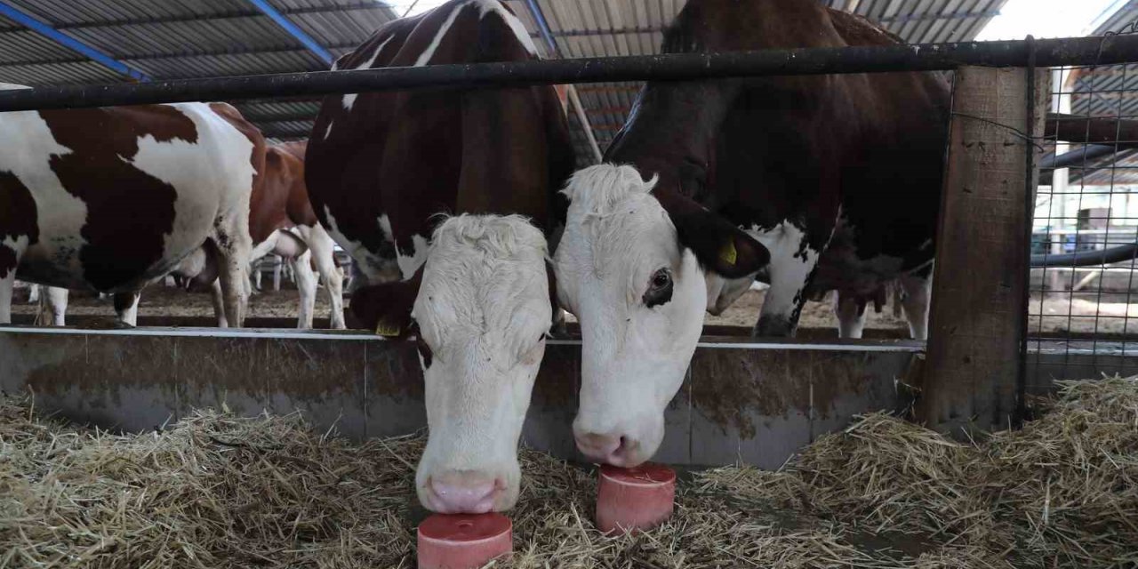 Denizli’de 650 bin hayvan için 140 bin mineral taşı dağıtıldı