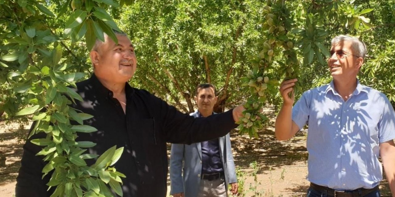 Badem üreticileri Cumhurbaşkanından müjde bekliyor