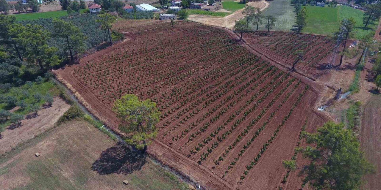 Büyükşehir Muğla’da 228 bin 400 ağacı toprakla buluşturdu