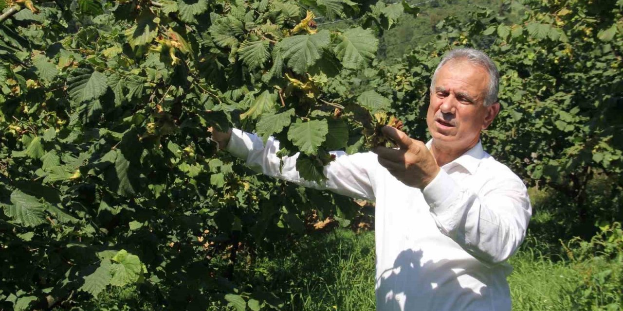 TTB Başkanı Eyyüp Ergan: “Açıklanan fındık fiyatları piyasa şartlarına göre uygundur”