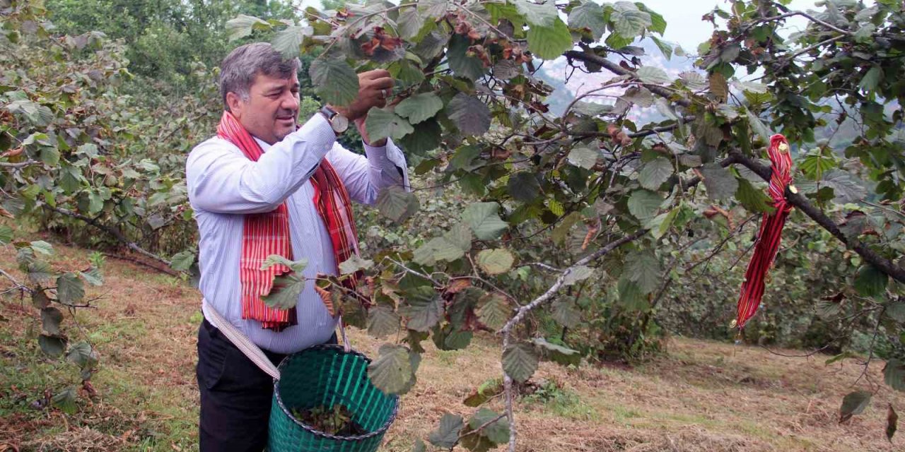 Giresun’da kemençe ve horon eşliğinde fındık hasadı yapıldı