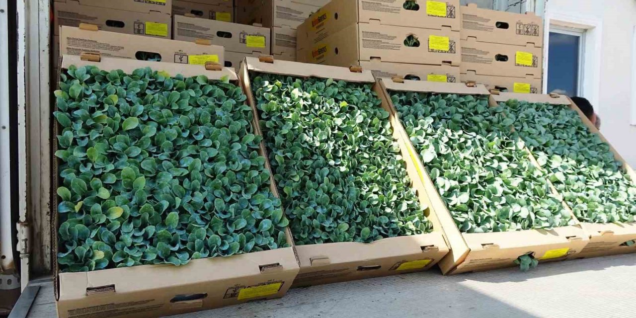 İhracata uygun sebze üretimi için 240 bin fide dağıtıldı