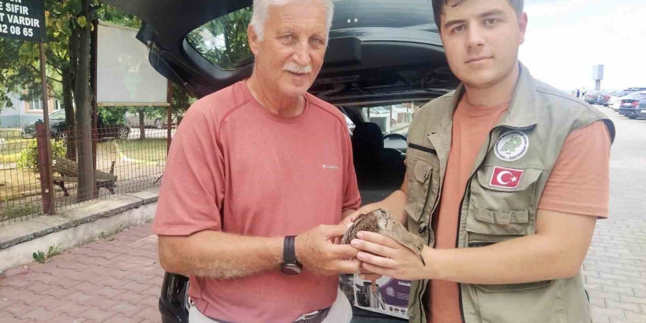 Yaralı halde bulunan dövüşkenkuş, tedavi altına alındı