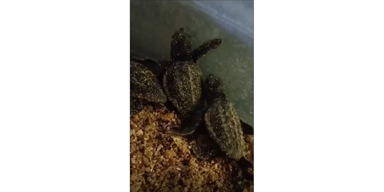 Didim’de yavru carettalar denize ulaştı