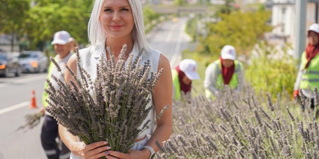 Bilecik’te orta refüjde göz kamaştıran lavantalar hasat edildi