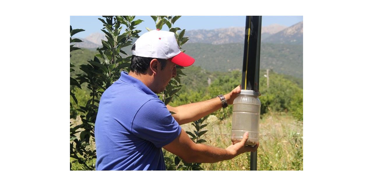 Işıklı tuzaklarla 893 adet haziran böceği ergini yakalandı