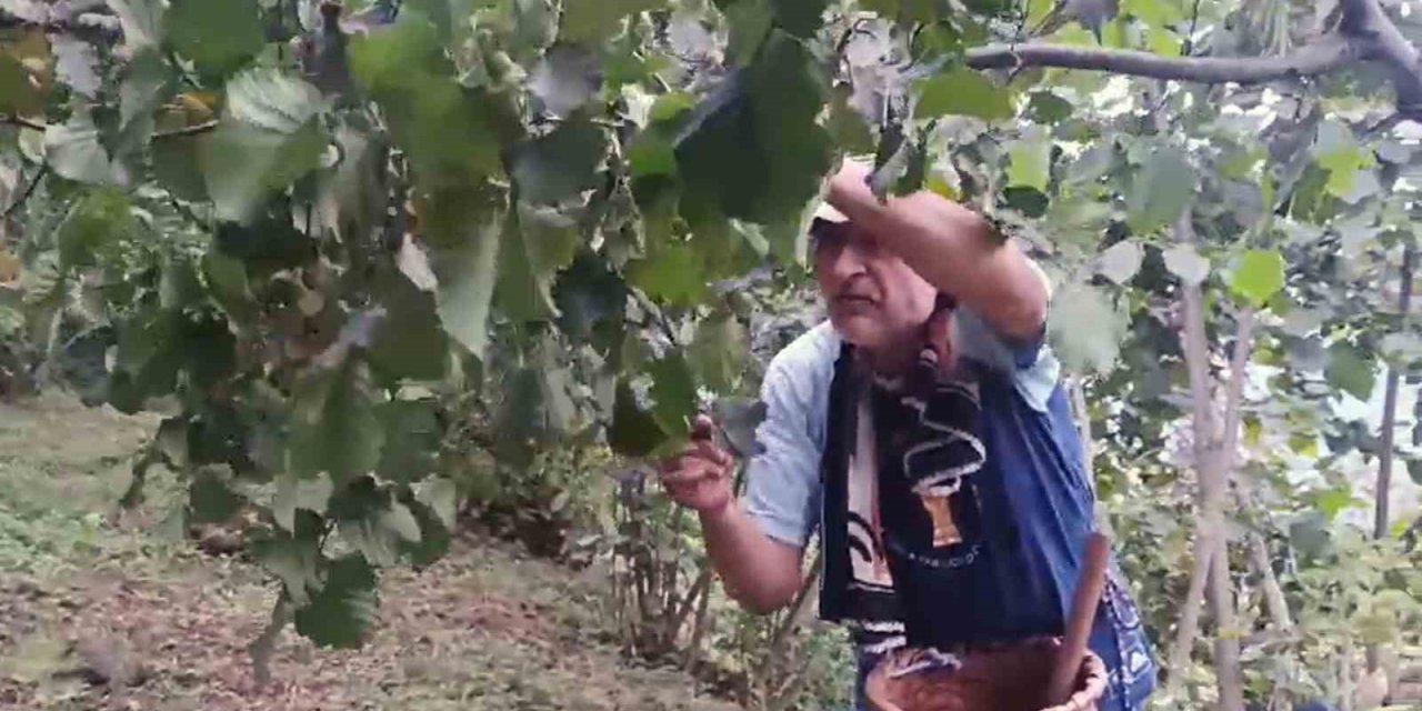 Giresunlu fındık üreticilerinin endişesi serbest piyasada oluşacak fındık fiyatı