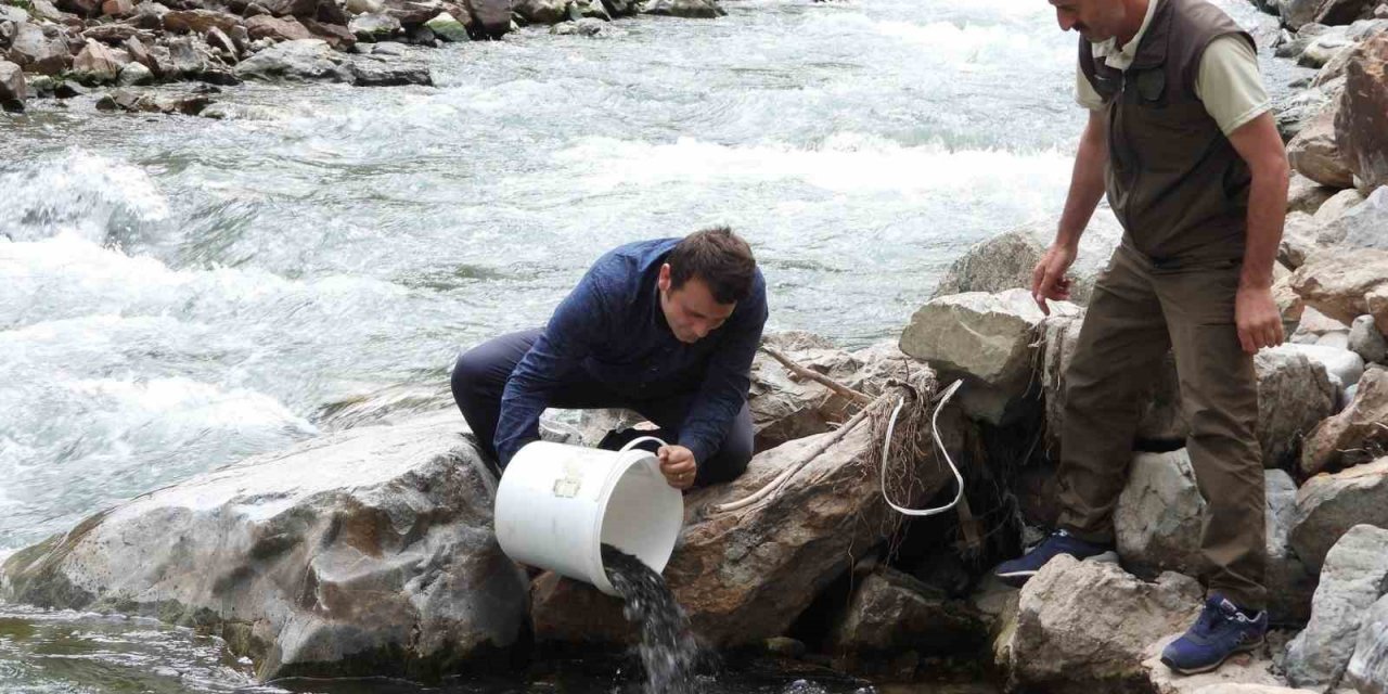 Artvin’de 60 bin adet yavru alabalık derelerle buluştu