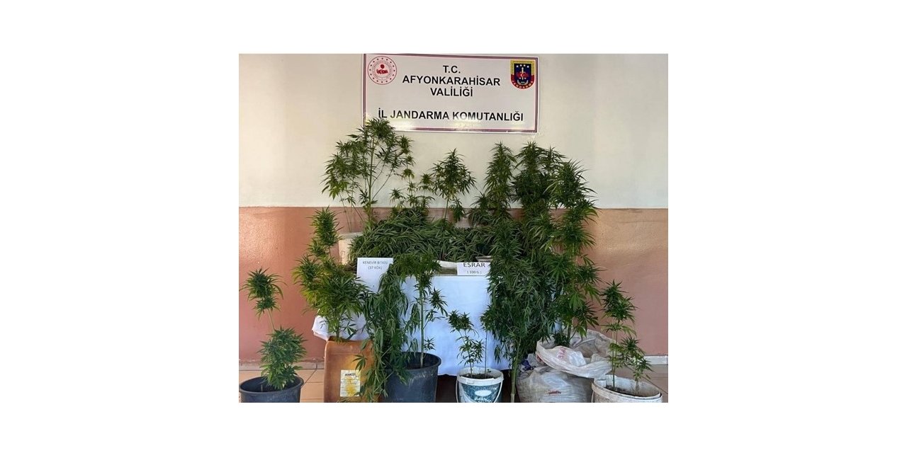 Evlerinin bahçesine kenevir eken iki şahsı jandarma yakaladı