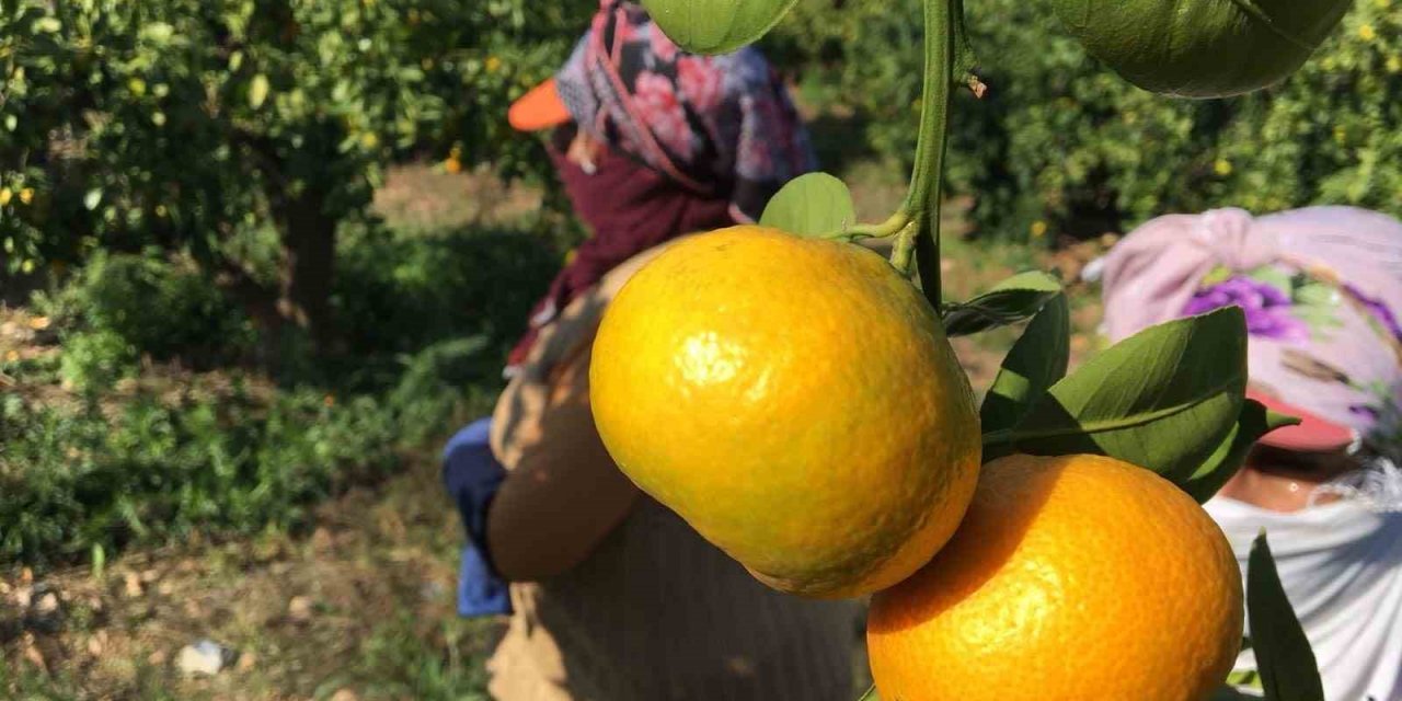 2023-2024 sezonunda narenciye rekoltesinde rekor artış