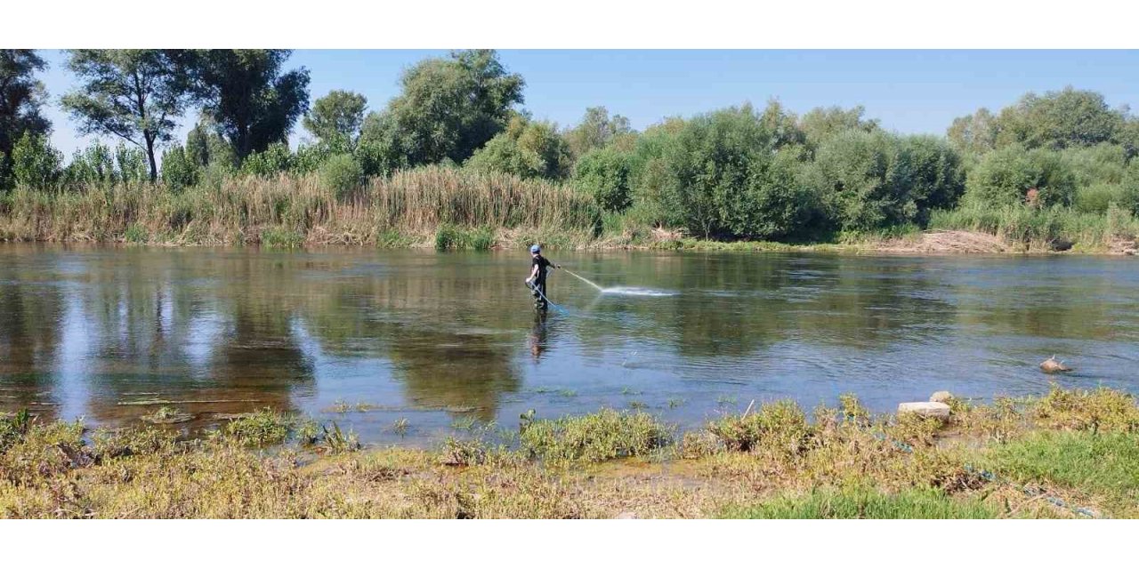 Kızılırmak’ta üvez sineği ile etkin mücadele devam ediyor