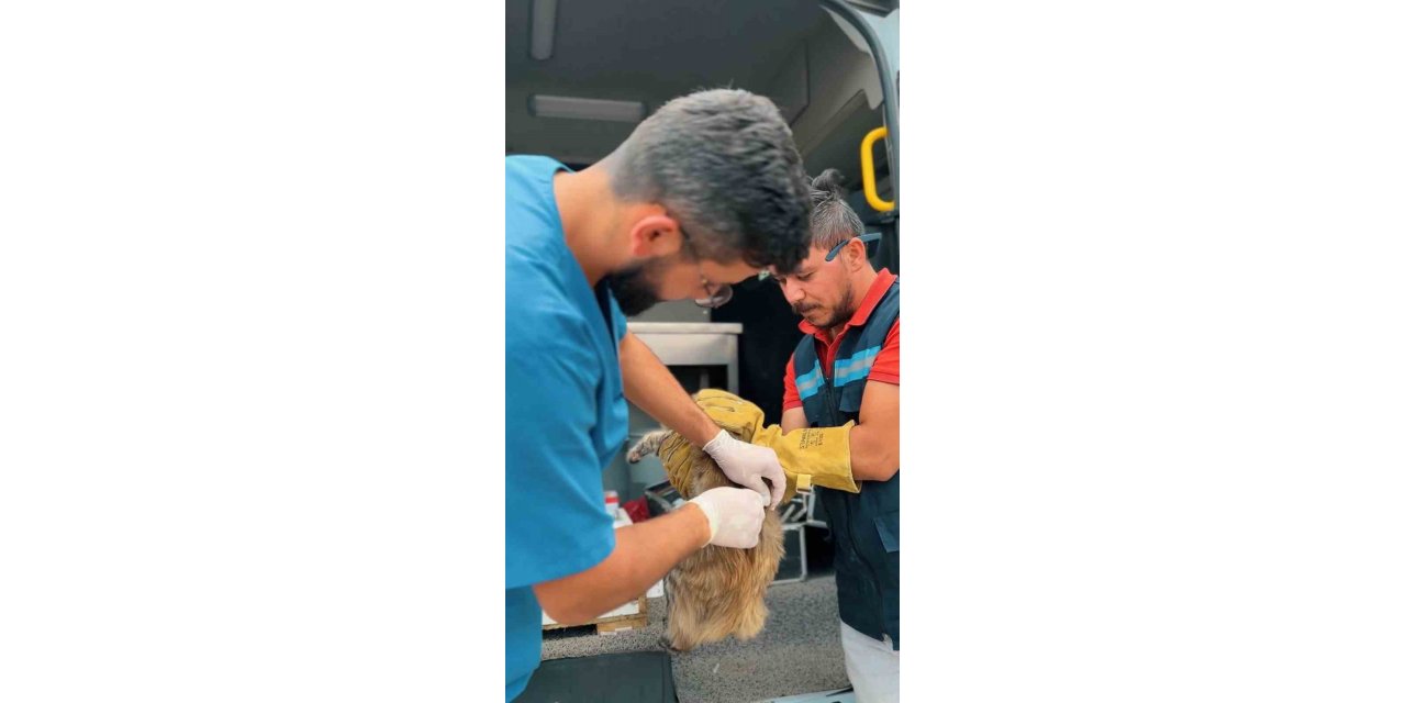 Sincan Belediyesi son 6 ayda bin 367 hayvanı tedavi etti