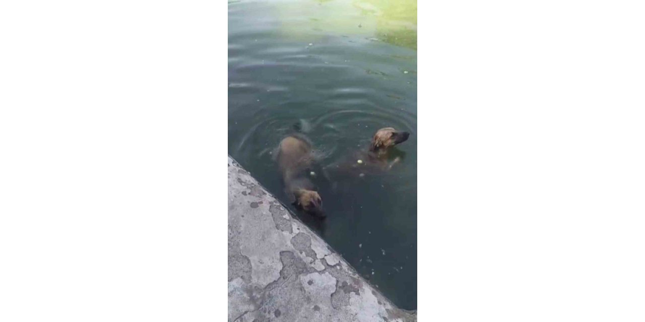 Havuzdan çıkamayan iki köpeğin yardımına itfaiye ekipleri yetişti