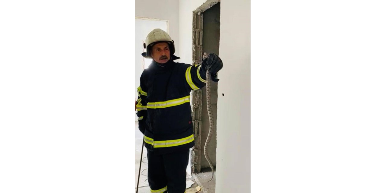 Binaya giren yılan, doğal yaşam alanına bırakıldı