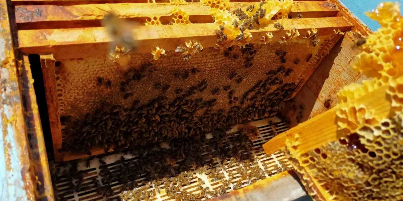 Arpaören yaylasında bal hasadı yapıldı