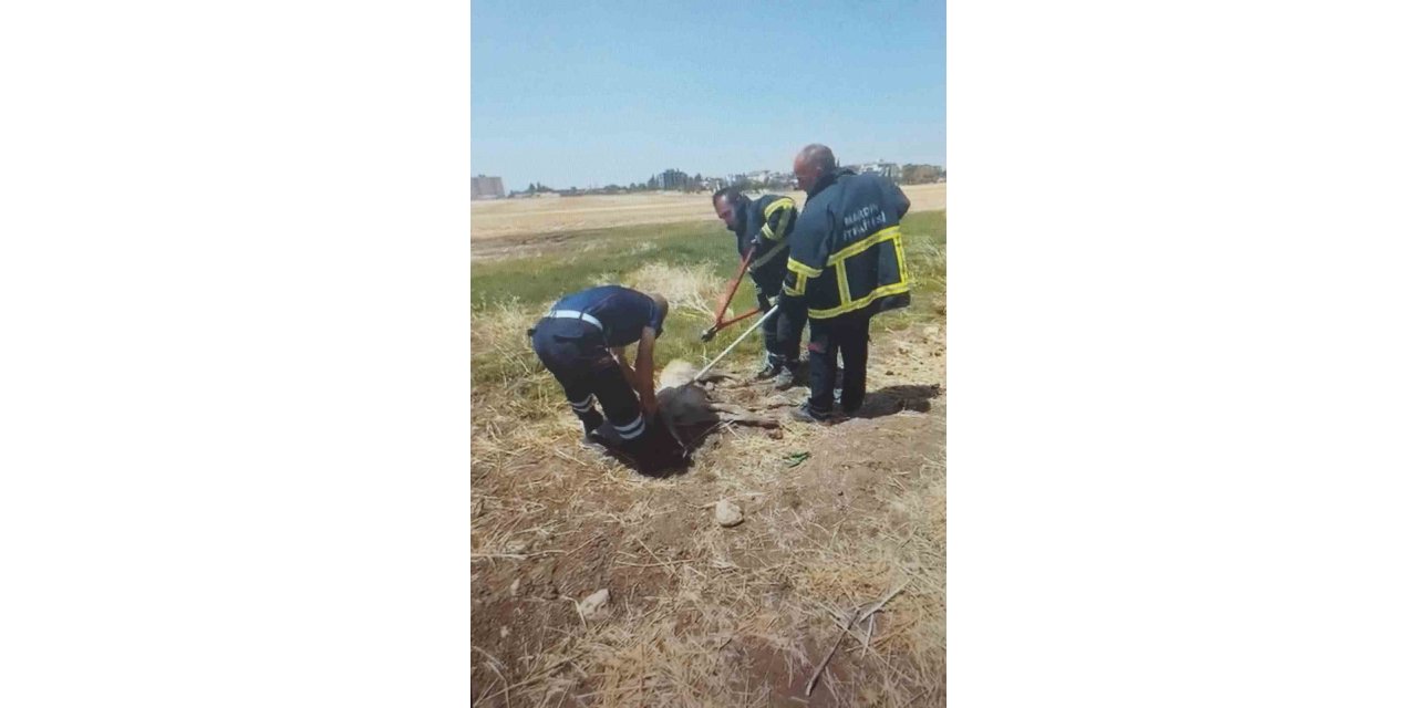 Araç lastiği körüğüne kafası sıkışan köpek itfaiye ekiplerince kurtarıldı