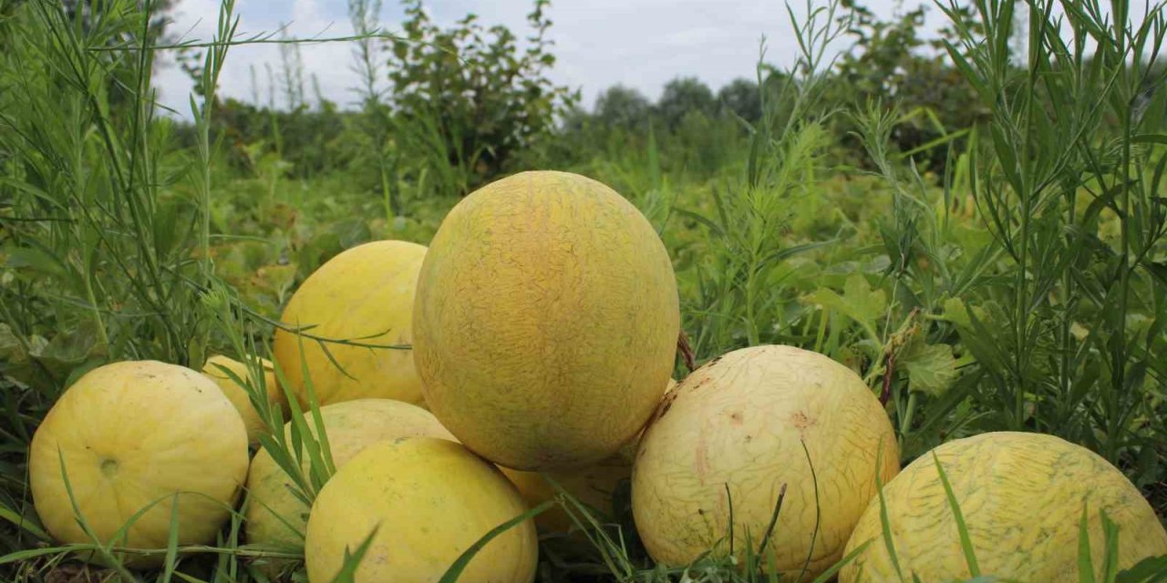 Baldan tatlı kavun: Süheyla