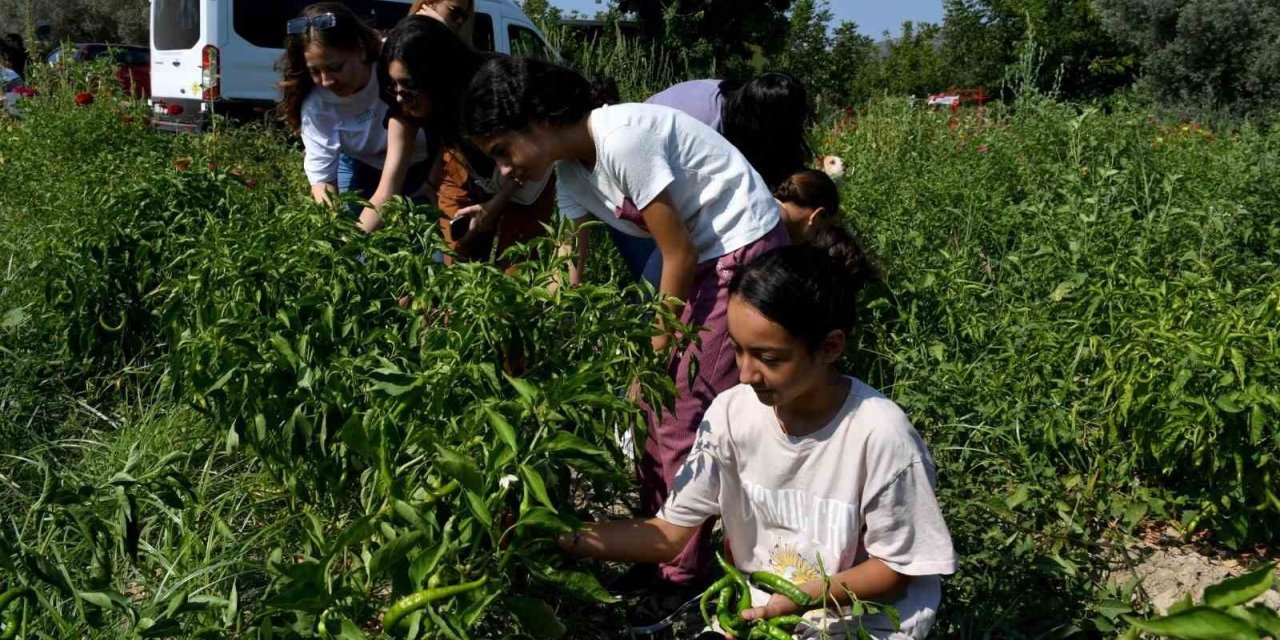 Minik eller can dostlar için Adabahçe’de hasat yaptı