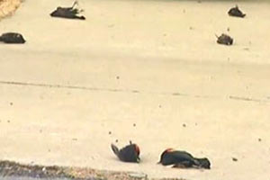 'Gökten kuş yağma' son bulmuyor!