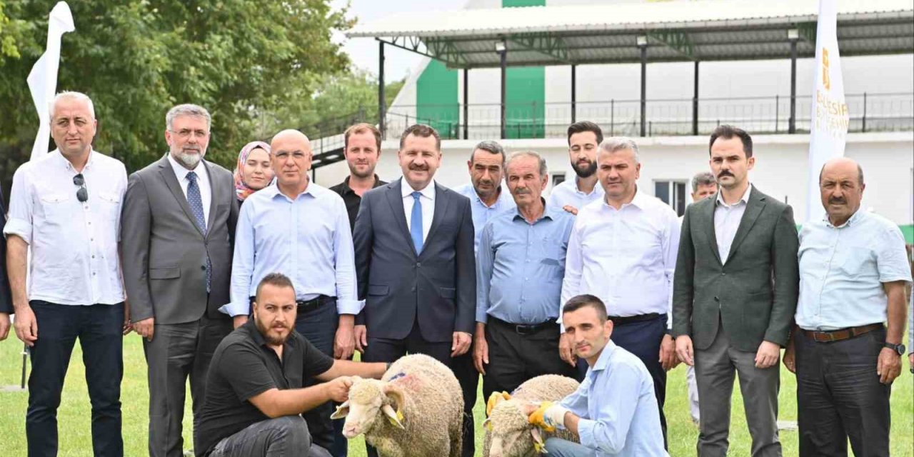 Kepsut’ta 85 üreticiye 585  küçükbaş desteği