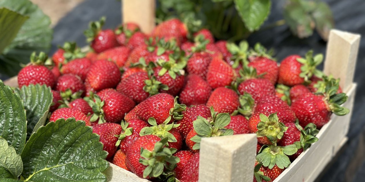 Başkan Yüce traktörün direksiyonuna geçti, çilek hasadına katıldı