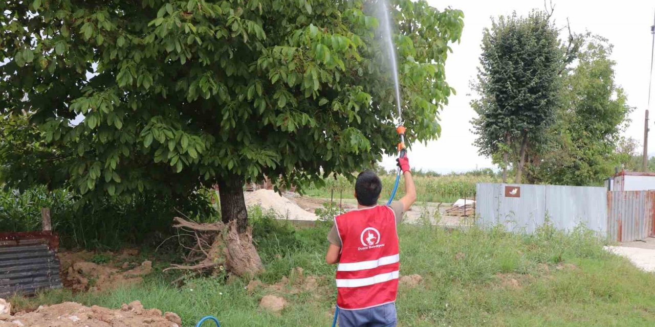 Asya Kaplanı türüne dikkat