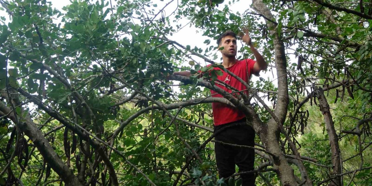 Şifa deposu harnupta hasat zamanı