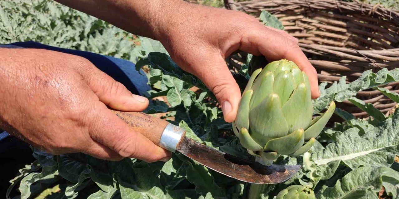 İlk kez dikilen enginar 20 gün sonra ihracata hazır olacak