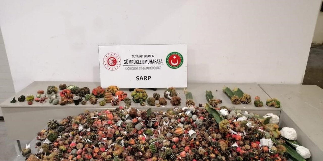 Sarp Sınır Kapısı’nda kaktüs kaçakçılığına geçit yok