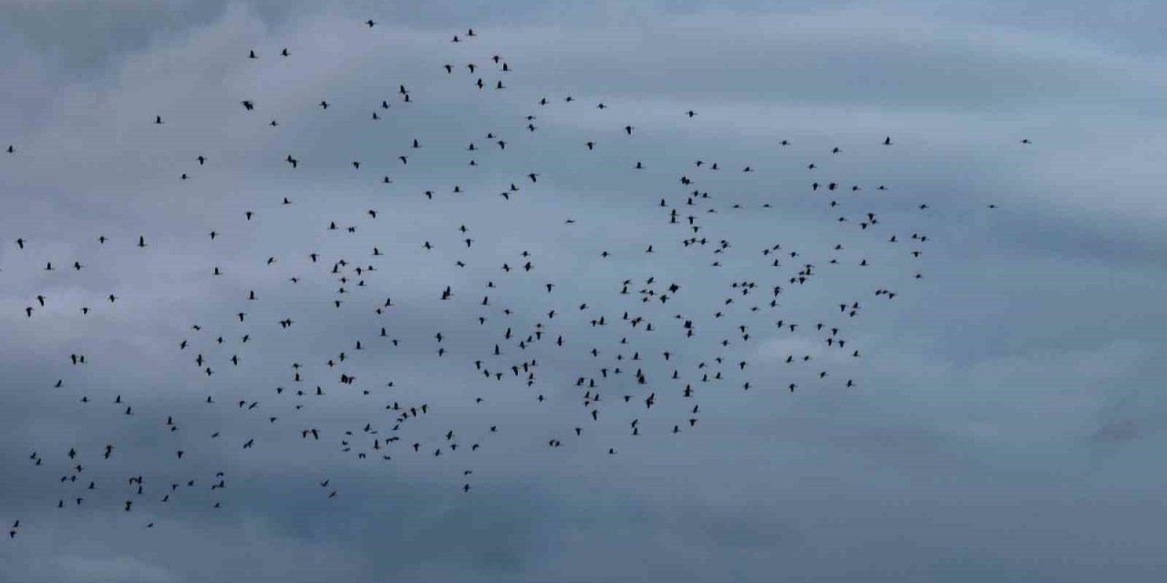 Leyleklerin İstanbul semalarında göç yolculuğu havadan görüntülendi