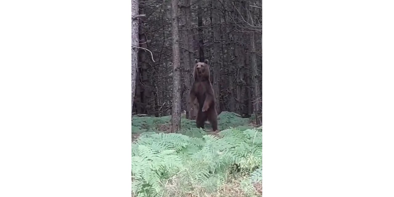 Yalova’da ağaca çıkan yavru ayılar ve anneleri görüntülendi