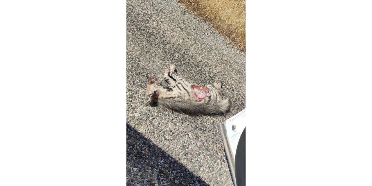 Nesli tehlike altındaki çizgili sırtlana araç çarptı