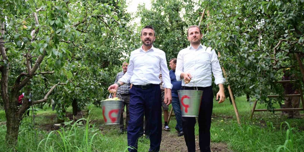 Bursa’da armut hasadı başladı... İlk meyveler Milletvekili Kılıç ve Başkan Tanır’dan